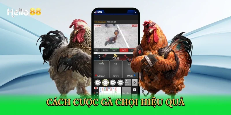 cach-cuoc-ga-choi-hieu-qua-4