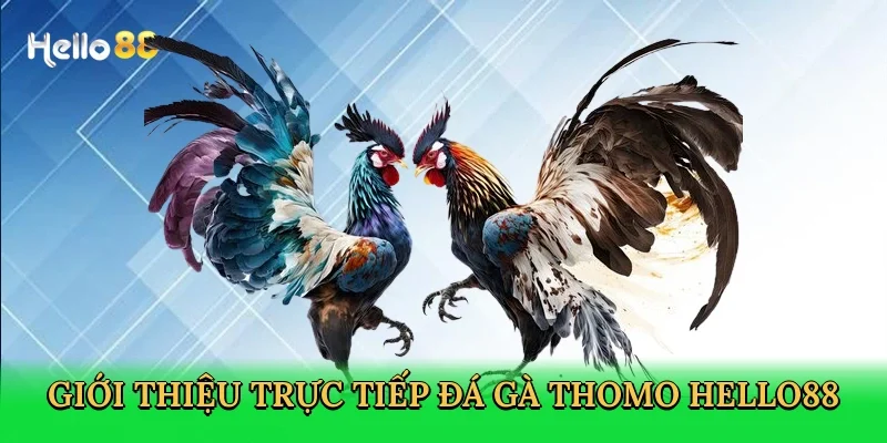 gioi-thieu-truc-tiep-da-ga-thomo-hello88-2