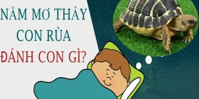 Những trường hợp khác khi nằm mơ thấy rùa đánh số mấy