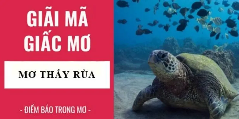 Những tình huống phổ biến khi nằm mơ thấy rùa đánh số mấy
