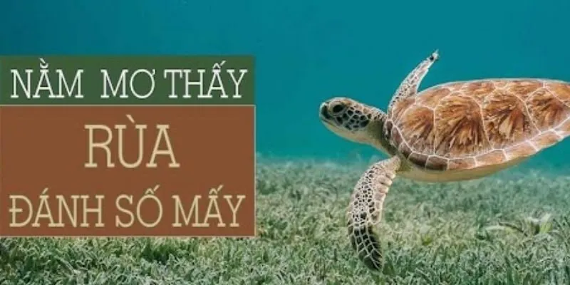 Nằm Mơ Thấy Rùa Đánh Số Mấy, Sky88 Gợi Ý Con Số Trúng Lớn