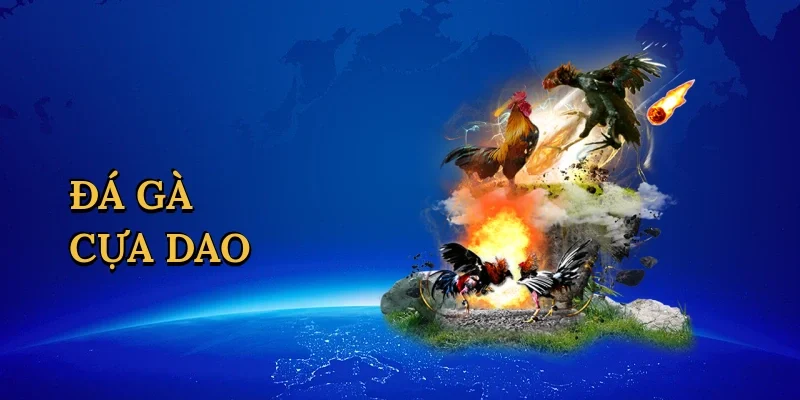 Đá gà cựa dao
